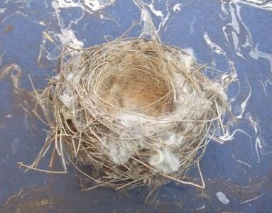 an empty nest